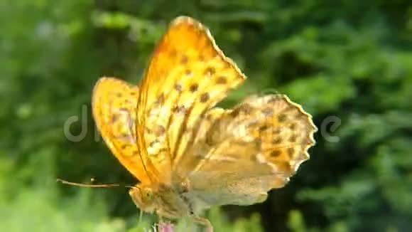 蓟花上银饰的蝴蝶花视频的预览图
