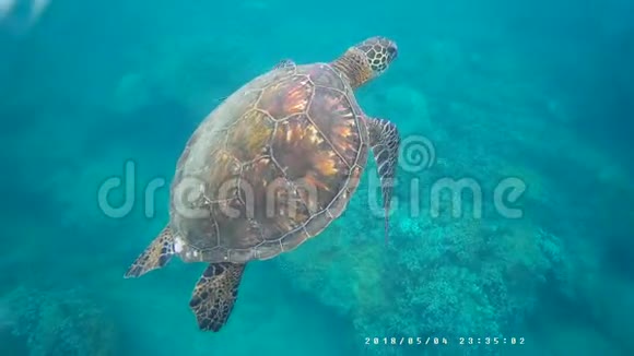 海龟在毛伊岛游泳视频的预览图