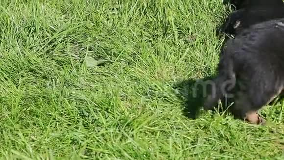 一小群德国牧羊犬在绿草中休息视频的预览图