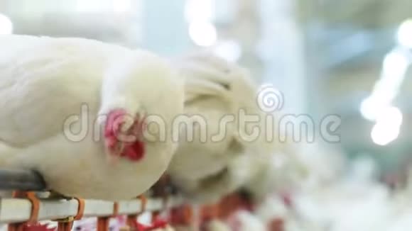 大型农场母鸡坐在畜舍里的金属公鸡上视频的预览图