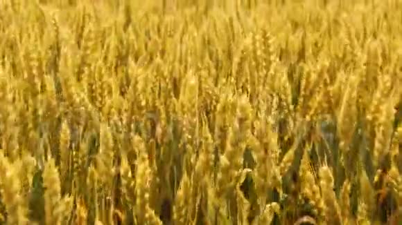 谷物生产黄金黑麦麦田滑田视频的预览图