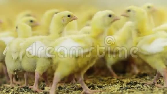 小鸡在孵化室地板上用谷物行走视频的预览图