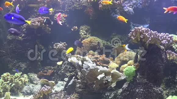 多种多样的海底珊瑚礁和许多奇异的鱼视频的预览图