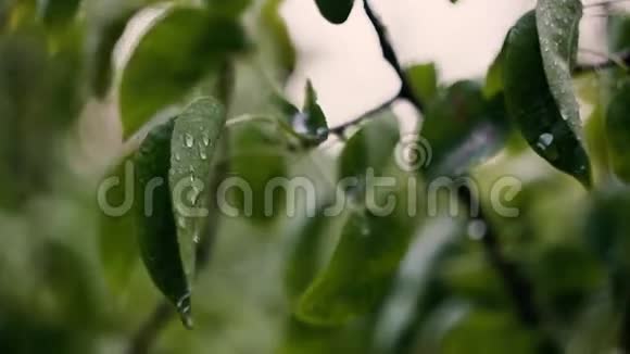 雨天的树叶在水滴旁移动视频的预览图