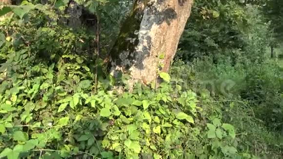 蜥蜴怀孕的雌性放在树干上放大细节视频的预览图