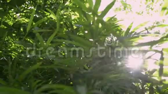 绿树的叶子对抗阳光阳光透过丛林中的绿叶照耀视频的预览图