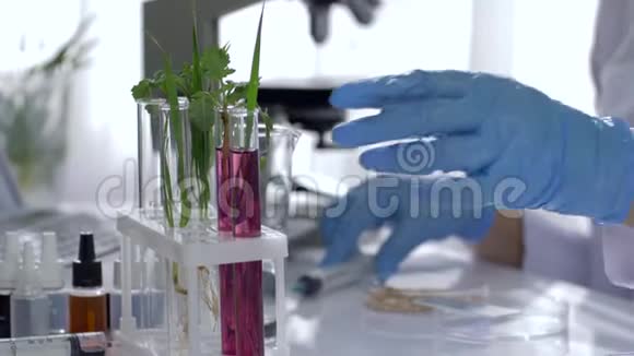 遗传学化学家和橡胶手套从试管中提取样品并进行改良谷物实验视频的预览图