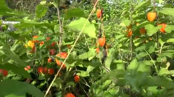 橙色装饰灯笼在花园中种植植物4K视频的预览图