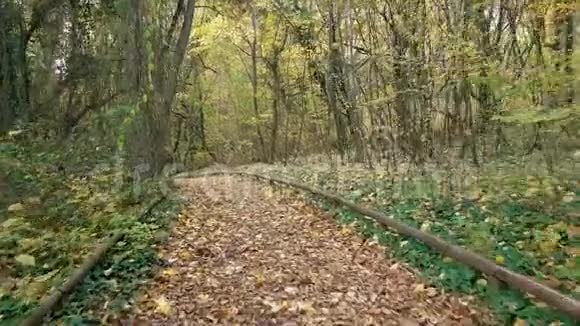 秋天的森林在公园里散步视频的预览图