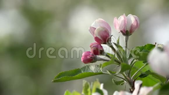 粉红色的花枝绿叶模糊的背景平衡春风视频的预览图