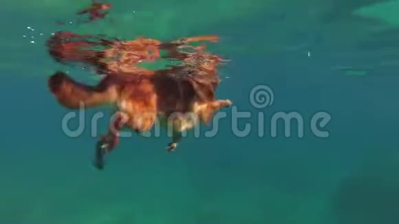 游泳德国牧羊犬视频的预览图