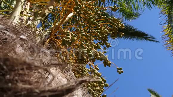 棕榈树有枣树和树干低角度的娃娃射击视频的预览图