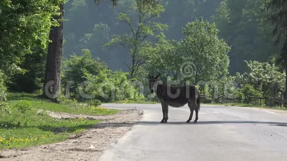 驴在路上汽车经过动物附近避免事故危险在路上视频的预览图