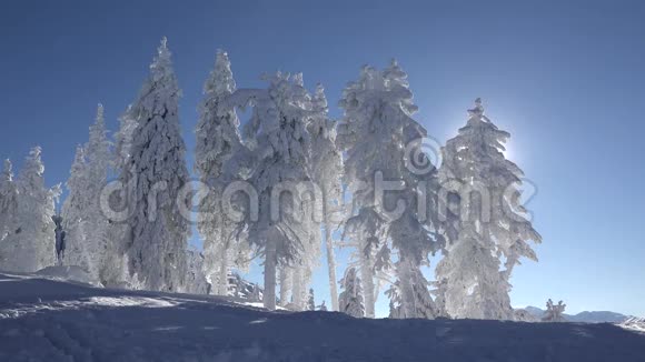 美丽的冬景满是雪的杉树宁静的蓝天晴朗的日子视频的预览图