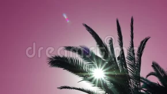 棕榈树随太阳耀斑在红天摇曳视频的预览图