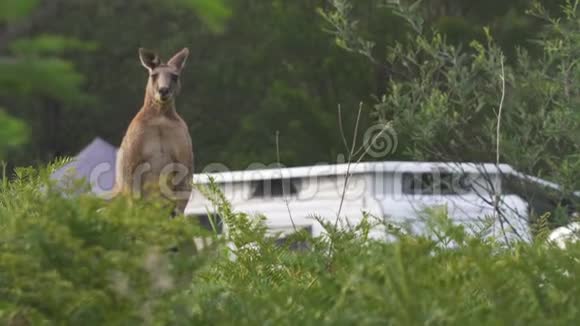 澳大利亚露营地的袋鼠视频的预览图