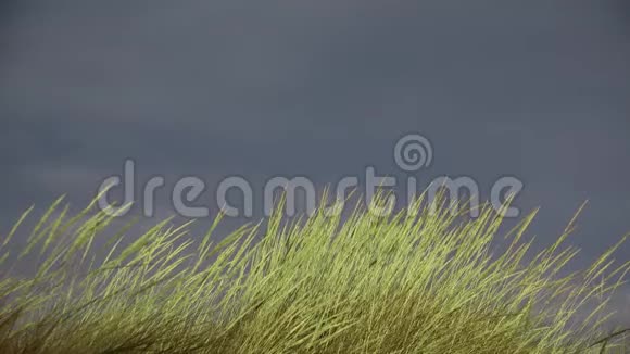 在暴风雨前的黑暗天空下绿色清新的青草在微风中摇曳视频的预览图