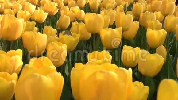 黄色郁金香视频的预览图
