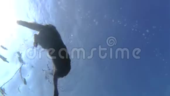 游泳德国牧羊犬视频的预览图