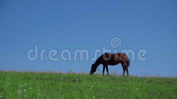 雄壮的马在春天的草地上觅食望着镜头蓝天视频的预览图