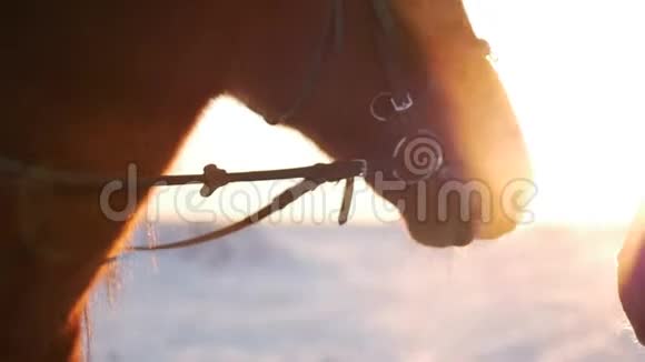 黎明时分两匹漂亮的马在镜头前摆姿势一匹骑马的马在镜头前视频的预览图