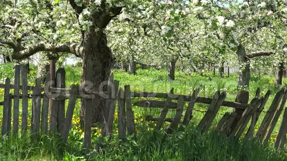 乡村假日木栅栏春天的花朵绿色的自然视频的预览图