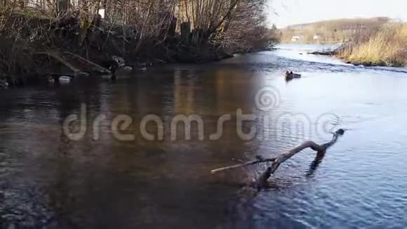 湖边天然河畔的鸭子视频的预览图