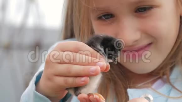 新生儿黑黄鸡在儿童手中在人的手掌特写上在模糊的背景上视频的预览图