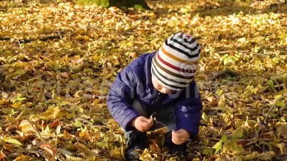 这孩子在秋天公园品尝秋天的黄叶视频的预览图