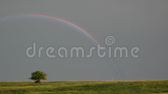 绿色的田野和一棵树上灰色的天空上五彩缤纷的彩虹视频的预览图