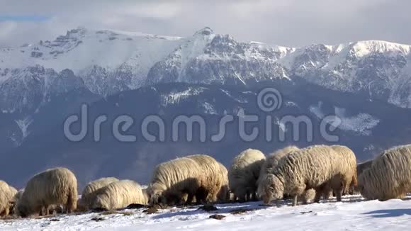 羊在雪下寻草冬山风光视频的预览图