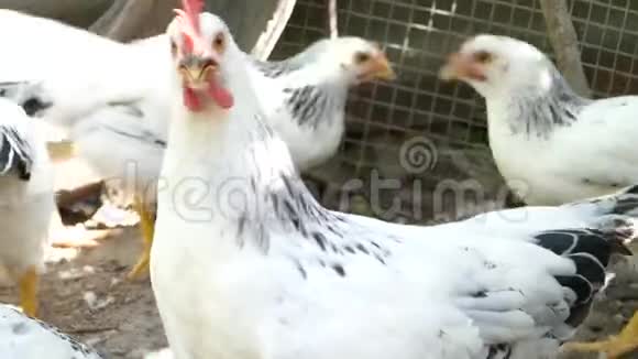 在谷仓里喂鸡鸡舍里的鸡啄葡萄叶农业企业概念视频的预览图