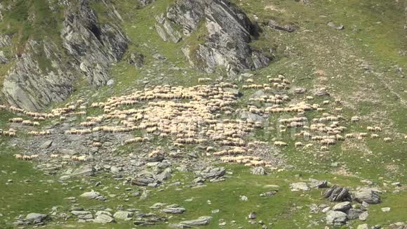 用青草和山崖喂养的羊群视频的预览图