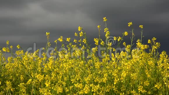 美丽的景色光明和黑暗结合在一起黄色的田野和乌云视频的预览图