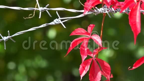 带刺栅栏的美丽红叶生长绿树背景视频的预览图