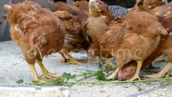 在谷仓里喂鸡鸡舍里的鸡啄葡萄叶农业企业概念视频的预览图