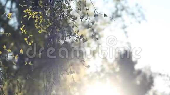 早晨阳光在森林里视频的预览图