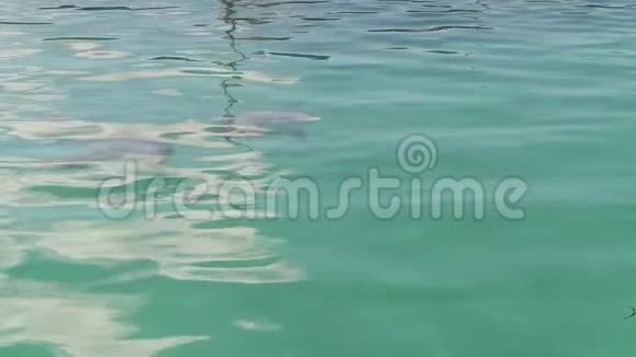 海豚在水里游泳慢动作录像常见的宽吻海豚或大西洋宽吻海豚视频的预览图