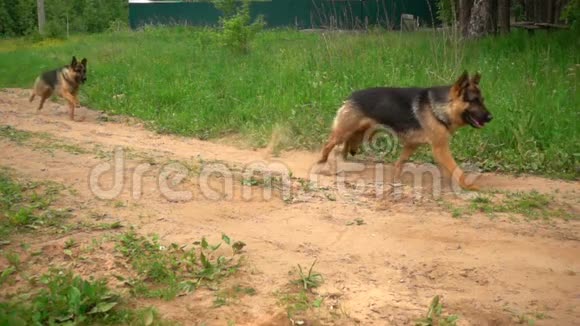 德国牧羊犬沿着夏季森林小路奔跑慢动作视频循环视频的预览图