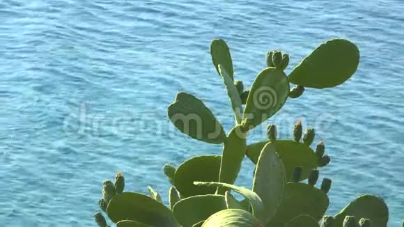 绿色的仙人掌和蓝色的海浪背景视频的预览图