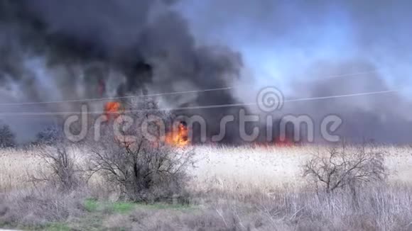 在野火中燃烧树木在背景天堂燃烧大量黑烟视频的预览图