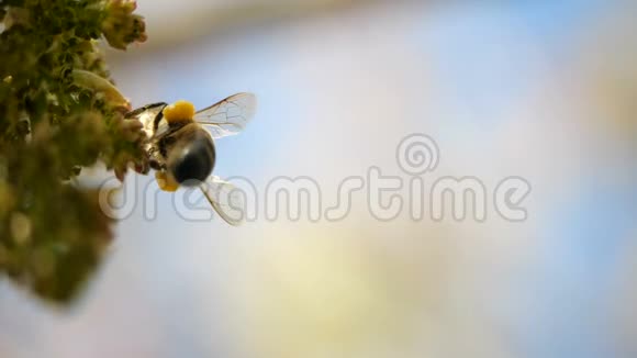 蜜蜂从加那利群岛开花的外来植物中采集花蜜慢动作蜜蜂的特写镜头视频的预览图