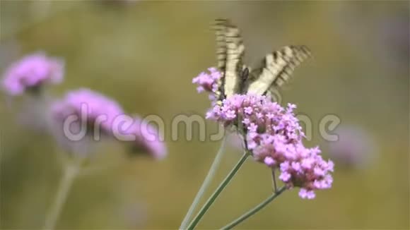 蝴蝶在马鞭草的花朵上关闭视频的预览图
