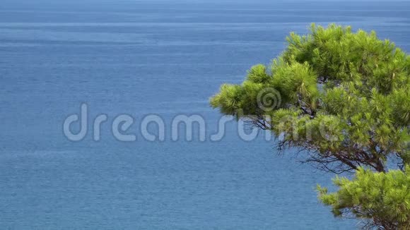 松树的绿枝和碧蓝无边的大海视频的预览图