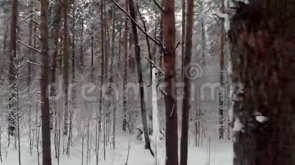 冬季森林降雪时照相机在白雪覆盖的树木之间移动空中观景飞越视频的预览图
