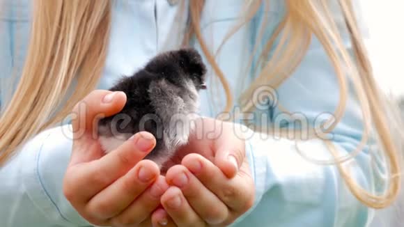 新生儿黑黄鸡在儿童手中在人的手掌特写上在模糊的背景上视频的预览图