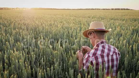 农夫在田间检查小麦的生长情况视频的预览图