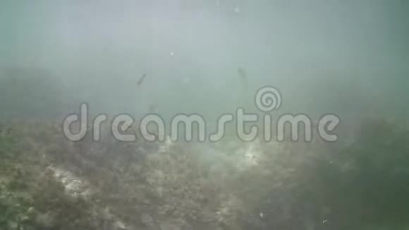 地中海的脏水视频的预览图