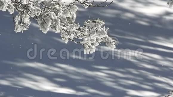 白雪覆盖的冷杉树的白色冬季景色视频的预览图