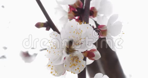 令人惊叹的大镜头蜜蜂授粉樱花视频的预览图